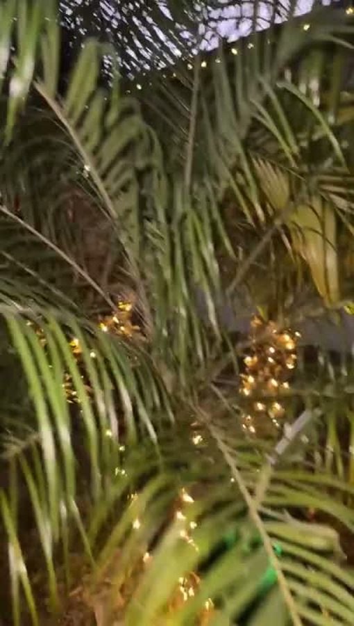 Warm white lights nestled in palm fronds at dusk