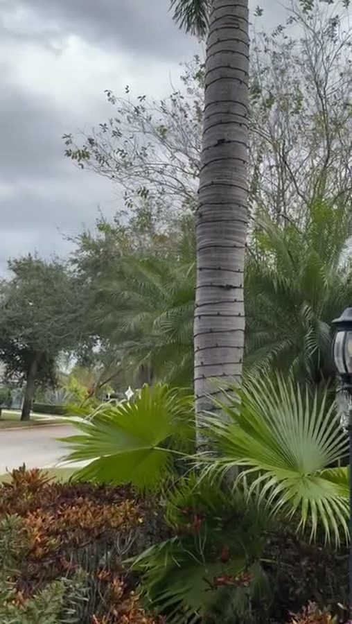 Palm trunk and garden bed on an overcast afternoon