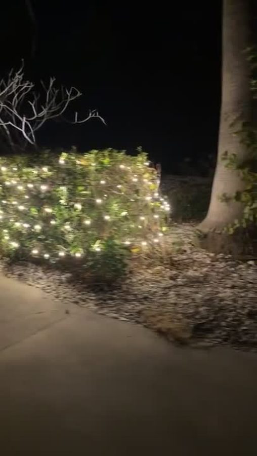 Illuminated garden hedge along a front walkway