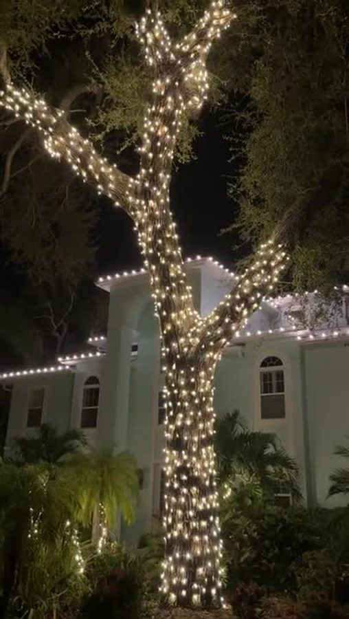 A mature oak fully wrapped in warm white lights