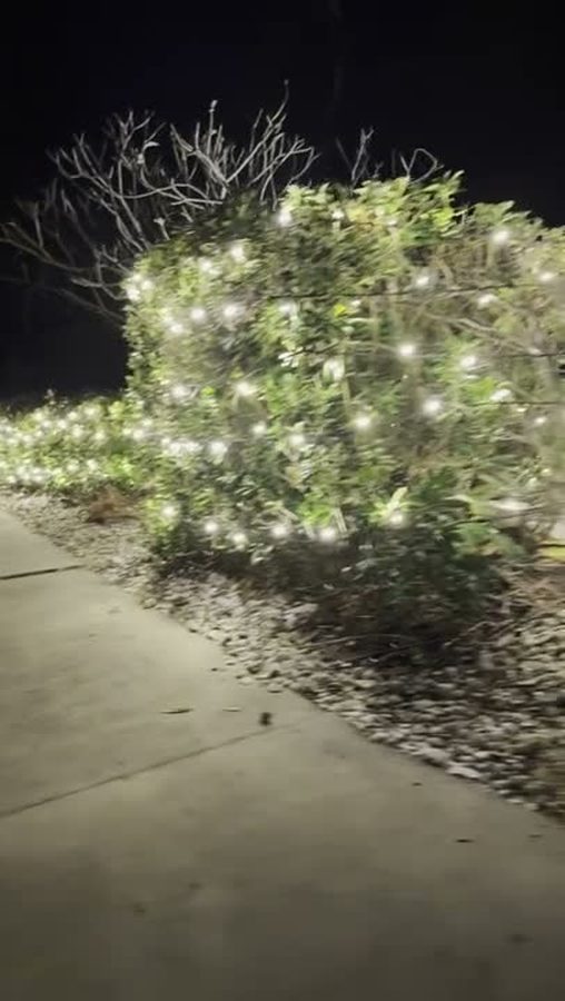 Landscape lighting along a garden bed at night