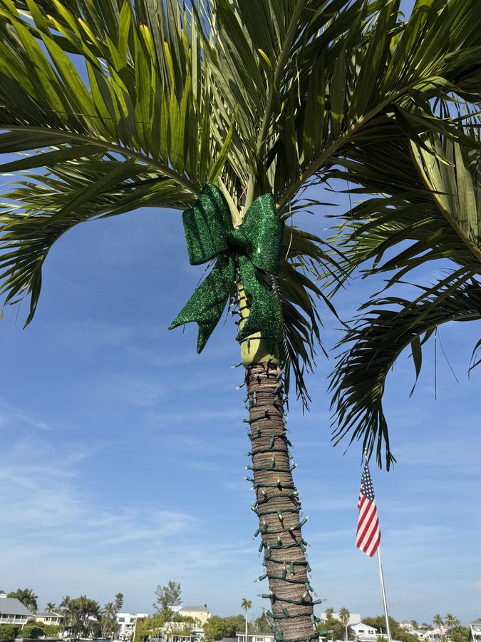 Palm frond detail with a glittering holiday bow