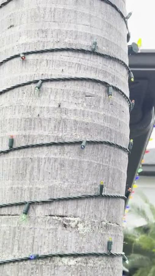 Detail of multicolor lights wrapped on a palm trunk